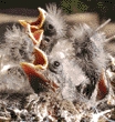 house finch chicks
