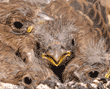 house finch chicks