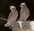 house finch chicks