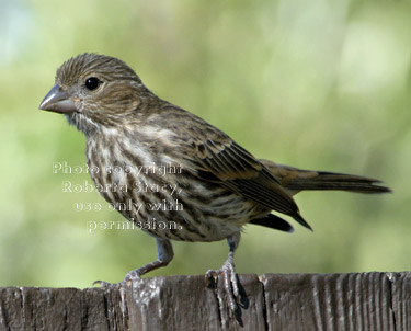 young house finch
