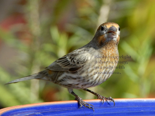 male house finch at birdbath