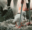 flamingos & young chick