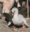 flamingo & baby chick