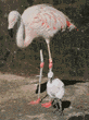 Chilean flamingo & chick