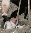 flamingo & its baby chick
