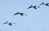 Canada geese