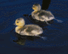 Canada goose goslings