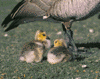Canada goose goslings