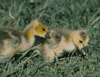 Canada goose goslings
