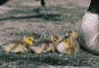 Canada goose goslings