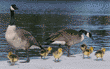 Canada geese & goslings