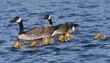 Canada geese & goslings