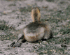 Canada goose gosling