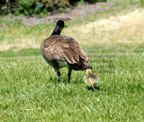 Canada goose gosling following its parent through the grass