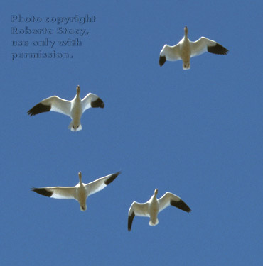 snow geese