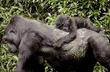 western lowland gorillas