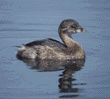 pied-billed grebe