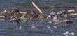 pied-billed grebes & nest
