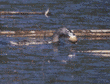 pied-billed grebe & eggshell