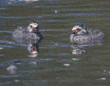 pied-billed grebe chicks