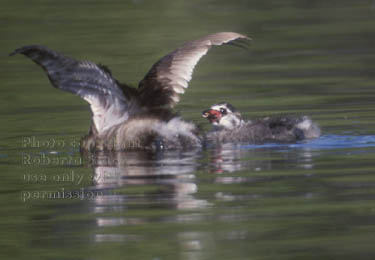 pied-billed grebe & chick