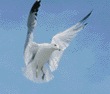 ring-billed gull
