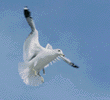 ring-billed gull