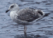 gull, immature