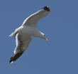 gull