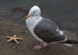gull with starfish