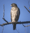 young red-shouldered hawk