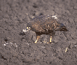 red-tailed hawk