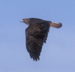red-tailed hawk
