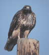 red-tailed hawk