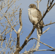 red-tailed hawk