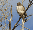 red-tailed hawk