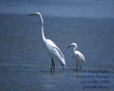 great & snowy egrets