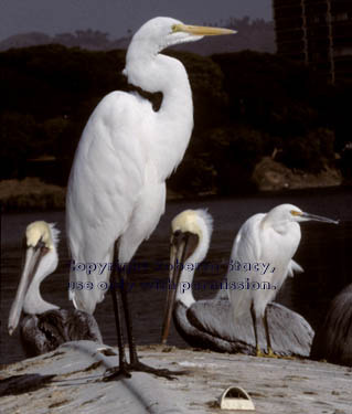 snowy & great egrets