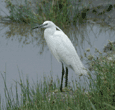 little egret Tanzania (East Africa)