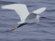 snowy egret