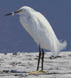 snowy egret