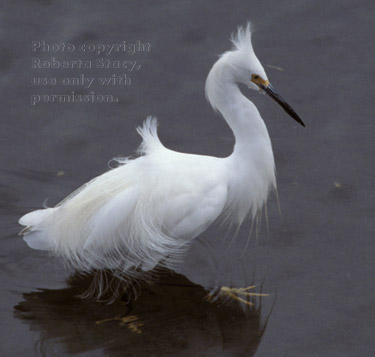 snowy egret