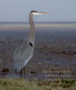 great blue heron