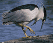 black-crowned night heron