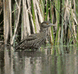 black-crowned night heron