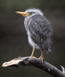 black-crowned night heron chick
