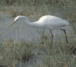 yellow-billed egret Tanzania (East Africa)