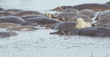 hippopotamuses in hippo pool