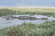 hippopotamuses in the Ngorongoro Crater