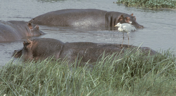 hippopotamus with grey heron riding on its back Tanzania